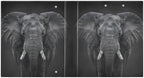 JIPONI 3 Ring Binder African Elephant 1 Inch Round Binders for Men Women Students, Cute File Organizer for Office School, 1pc - Image 2