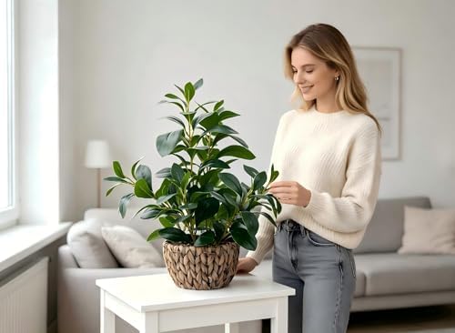 AlphaAcc Fake Indoor Ficus Plant in Rattan Basket Planter Home Office Decor - Image 3
