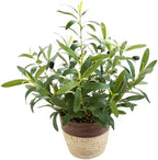 17" Artificial Olive Potted Plant in Handwoven Basket Home Decor by Unknown