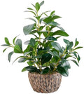 AlphaAcc Fake Indoor Ficus Plant in Rattan Basket Planter Home Office Decor by AlphaAcc