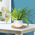 12pcs Cork Plant Pot Pads Plastic Coasters for Table - Image 4
