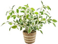 19" Variegated Ficus Plant Striped Woven Basket Indoor Decor by Unknown