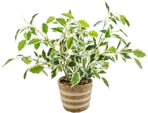 19" Variegated Ficus Plant Striped Woven Basket Indoor Decor by Unknown