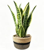 15" Artificial Snake Plant in Black Woven Planter Realistic Faux Sansevieria with Lush Green Leaves Modern Fake Potted Decor for Home Office Living Room and Bedroom by EZBOHO