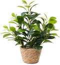 16 inch Boho Artificial Peperomia Potted Plant in Woven Basket Planter Lifelike Two Tone Green Leaves Faux Indoor Branches for Home Office Desk Shelf Bathroom Table Decor by EZBOHO