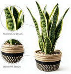 15" Artificial Snake Plant in Black Woven Planter Realistic Faux Sansevieria with Lush Green Leaves Modern Fake Potted Decor for Home Office Living Room and Bedroom - Image 2