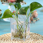 Crtiin 20 Pcs Acrylic Pen Holder Pencil Cup Desk Organizer, Clear - Image 5